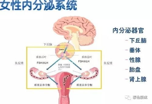 一个月月经两次，原因、影响与管理