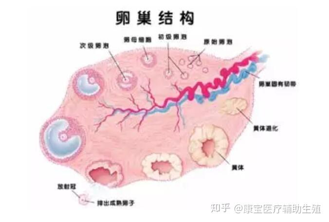 女人每个月排几个卵子，深度解析女性生理周期中的奥秘