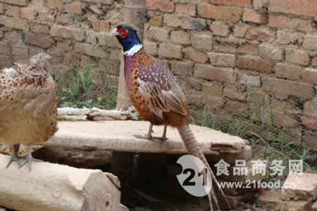 广东省七彩野山鸡价格概述