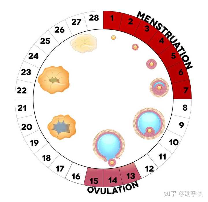 探索时间之谜，5个月究竟包含多少周？