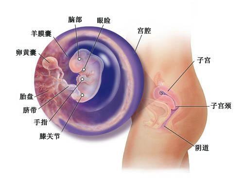 胎儿鉴定几个月可以进行？了解胎儿鉴定最佳时间的重要性